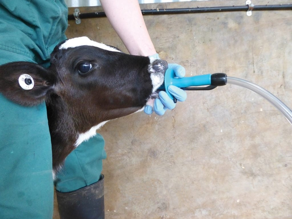 Flexi Tuber Drenching and Feeding Kit