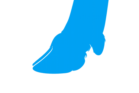 Hoof Care