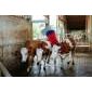 Kerbl HAPPYCOW Maxi Swing Brush - Efficient Cattle Grooming