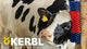 Kerbl Semi-Circular Scratch Brush - Versatile Grooming